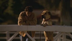 The Truth About Cats & Dogs — foto 12