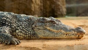Les larmes des crocodiles — foto 1