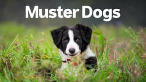 Muster Dogs — foto 4