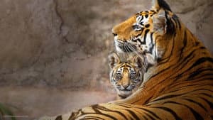 Tigres — foto 2