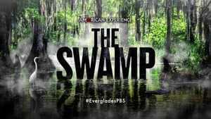 The Swamp — foto 1