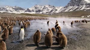 Animal Babies — foto 4