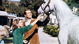 The Horse in the Gray Flannel Suit — foto 3