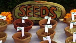 Seed: The Untold Story — foto 3
