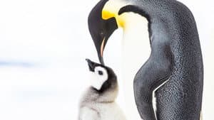 Penguins: Meet the Family — foto 3