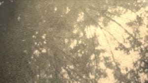 Wordless in Woods — foto 1