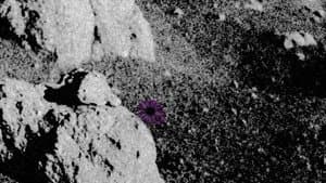 Do Flowers Grow on the Moon? — foto 1