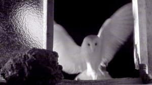 Episodio 9