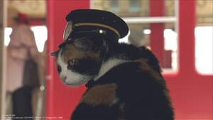 La voie du chat — foto 2