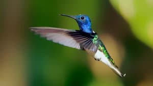 Secrets of Our Living Planet — foto 1
