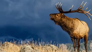The Olympic Elk — foto 1