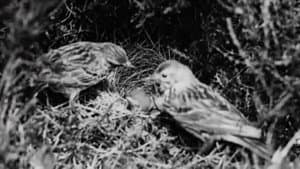 The Cuckoo's Secret — foto 1
