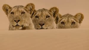 Die Wüstenlöwen der Namib - Aufbruch und Wiederkehr — foto 1