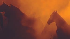 Wild Beauty: Mustang Spirit of the West — foto 1