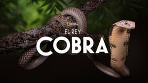 Secrets of the King Cobra — foto 4
