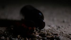 Our Shadow — foto 1