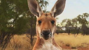 Kangaroo: A Love-Hate Story — foto 2