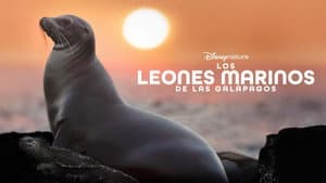 Leones Marinos de las Galápagos — foto 11