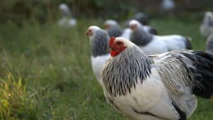 Chicken People — foto 2