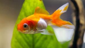 Des poissons, pas si cons ? — foto 2