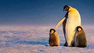 Secretos de los pingüinos — foto 8