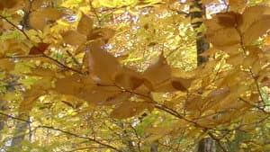 New Hampshire Seasons — foto 1