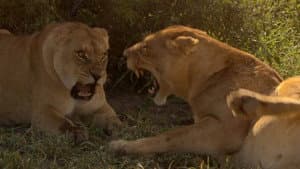 Birth of a Pride — foto 4