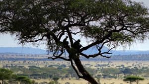 Homo sapiens, les nouvelles origines — foto 1