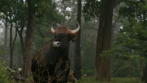 Wild Karnataka — foto 1