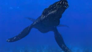 Sea Monsters — foto 2