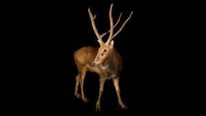 Rare: Creatures of the Photo Ark — foto 2