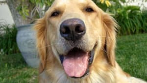 And Man Created Dog — foto 1
