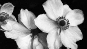 Für P. (Weiße Blumen) — foto 1