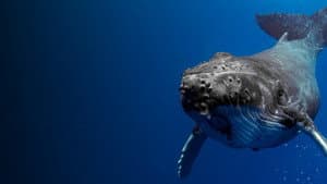 Shark Vs. Whale — foto 3