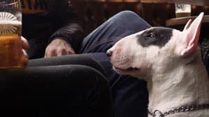 We Don't Deserve Dogs — foto 1
