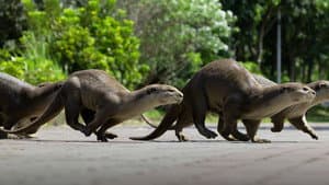 Uptown Otters — foto 2