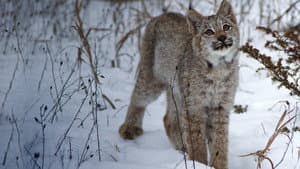 Big Cats: An Amazing Animal Family — foto 6