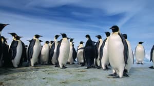 Planet of the Birds — foto 4