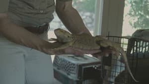 Cool Critter — foto 4