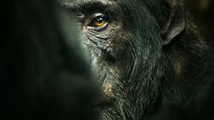 El imperio de los chimpancés — foto 1