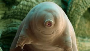 Tardigrade, l'animal indestructible — foto 2