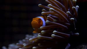 Great Barrier Reef — foto 1