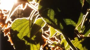 Ember Days — foto 1