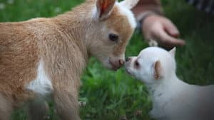 Unlikely Animal Friends — foto 5