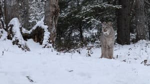 America's Wild Border: Northern Exposure — foto 2