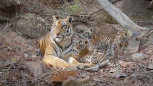 Tigres — foto 8