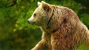 Unedited Footage of a Bear — foto 1