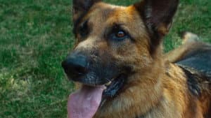 Un amor de cachorro — foto 2