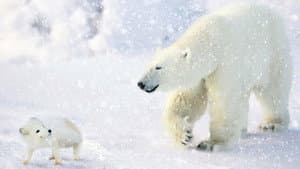 The Great Polar Bear Adventure — foto 1