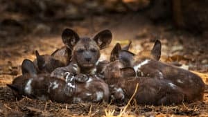 Gorongosa: Paradise Reborn — foto 5